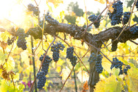 Ten Spoon Winery