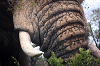 Thick Skinned, South Africa