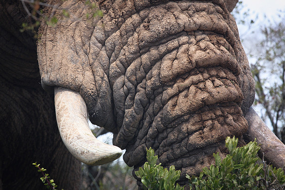 Thick Skinned, South Africa
